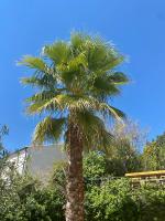 Gîte Le Palmier - Perfectly located cosy studio with private garden - Ferienwohnung Puissalicon