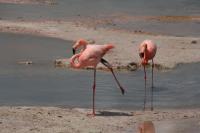 House - B&B Puerto Villamil