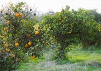 JB - Monte João Moleiro With Shared Pull - Ferienwohnung Paraíso