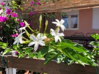 B&B Briatico - Locazione Turistica - Il gelsomino - Bed and Breakfast Briatico