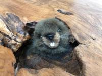 Castor Coquin Aubagne Cassis Aix en Provence - B&B Aubagne