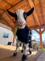 Agroturystyka Nad Łąkami - B&B Kłodzko