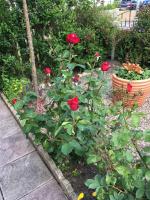 Rose Cottage, Newbiggin-by-the-Sea - B&B