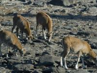 Studio cabine mezzanine avec parking, vue Pyrénées - FR-1-580-26 - Bed and Breakfast Font-Romeu-Odeillo-Via