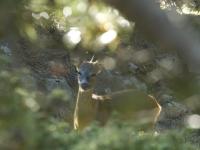 Studio cabine mezzanine avec parking, vue Pyrénées - FR-1-580-26 - Ferienwohnung Font-Romeu-Odeillo-Via