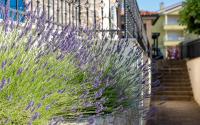 Apartment Tulipan - Bed and Breakfast