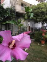 Family Apartment - B&B Baošići