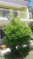 Apartment Dragone - B&B Ulcinj