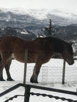 Apartment mit 1 Schlafzimmer