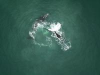 King Suite with Sea View