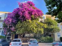 Apartman Sofija Budva - B&B