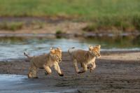 B&B Sinoni - Africa Safari South Serengeti Ndutu Ngorongoro - Bed and Breakfast Sinoni