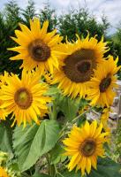 I girasoli - B&B Sanzeno