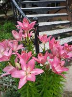 Elegant Hotel - Chambres d’hôtes Koutaïssi