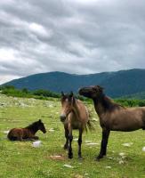 Camera Standard Matrimoniale/Doppia con Letti Singoli
