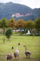 Meihua Lake Leisure Farm - Bed and Breakfast Dongshan