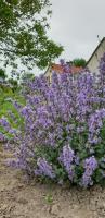 Zaciszny domek - B&B