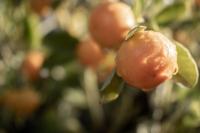 Walton House - B&B Huonville