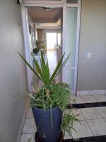 Dolphin Beach H203 Table Mountain Views - Bed and Breakfast Bloubergstrand
