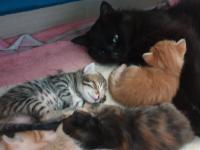 Terrazze Verdi - Chambres d’hôtes Brolo