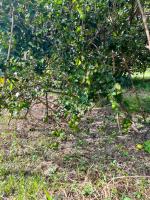 Phow Homestay - B&B Ban Tha Hip