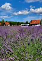 Lawendowy Zakątek Machowino- Domek Blue Scent - B&B Ustka