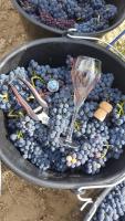 Enjoy en Champagne maison calme au milieu du vignoble avec parking gratuit - Ferienwohnung