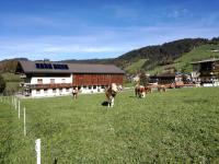 Moarhof Appartements - B&B Niederau