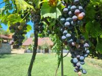 Walnut Cottage 1 - B&B Debrashtitsa