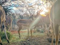 B&B Marloth Park - Kaya Lethu - Bed and Breakfast Marloth Park