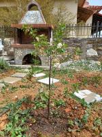 Centaurus Pelion - B&B Láfkos