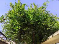 Walk to Strathmore Uni, Java, Wilson Airport,tmall - B&B