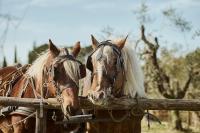 B&B Fauglia - Agriturismo Gli Archi - Bed and Breakfast Fauglia