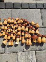 Kalinowa14 - B&B Kopalino