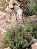 LeBruBi - B&B Villa Serrana