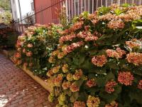 Casa Marina - B&B San Pellegrino Terme