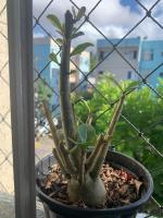 Ape em Maceió - B&B Maceió