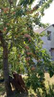 Fischer un sin Fru - B&B