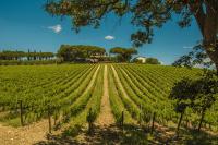 Fattoria di Magliano Winery - B&B