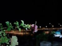 johnny's studio - Chambres d’hôtes Grand Baie