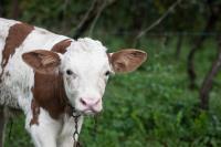 Dai Minisins - Ferienwohnung Savorgnano