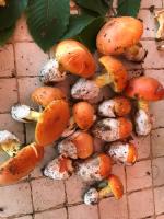 Ma. De House Lago del Turano - B&B Valle Verde