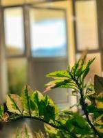 Tranquil Quarter - B&B Kandy