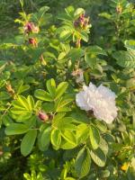 Drömhus på Österlen - Bed and Breakfast Glemmingebro