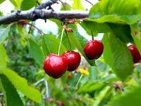 Apartamentos rurales Alameda del Jerte - B&B El Torno