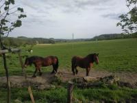 Chalupa NA ZEMI 211, Andělská Hora - Ferienwohnung Andělská Hora