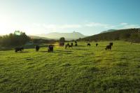 Zeekoegat Historical Homestead - Bed and Breakfast Riversdale