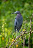 B&B Tortuguero - The Corner House - Bed and Breakfast Tortuguero