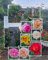 La Rose - B&B Overpelt