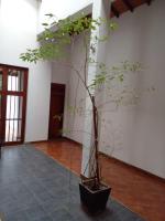 Enola Holiday Resort - B&B Anuradhapura